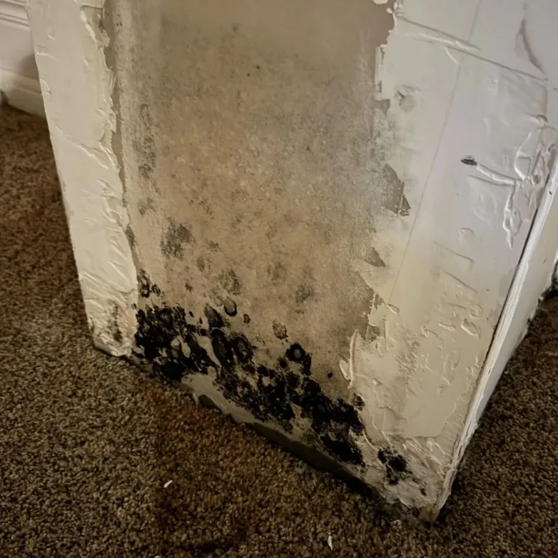 Professional Mold Removal in Palos Park, IL